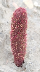 Cynomorium coccineum