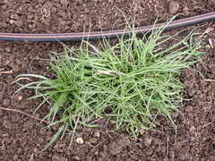 Microseris laciniata