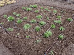 Microseris laciniata