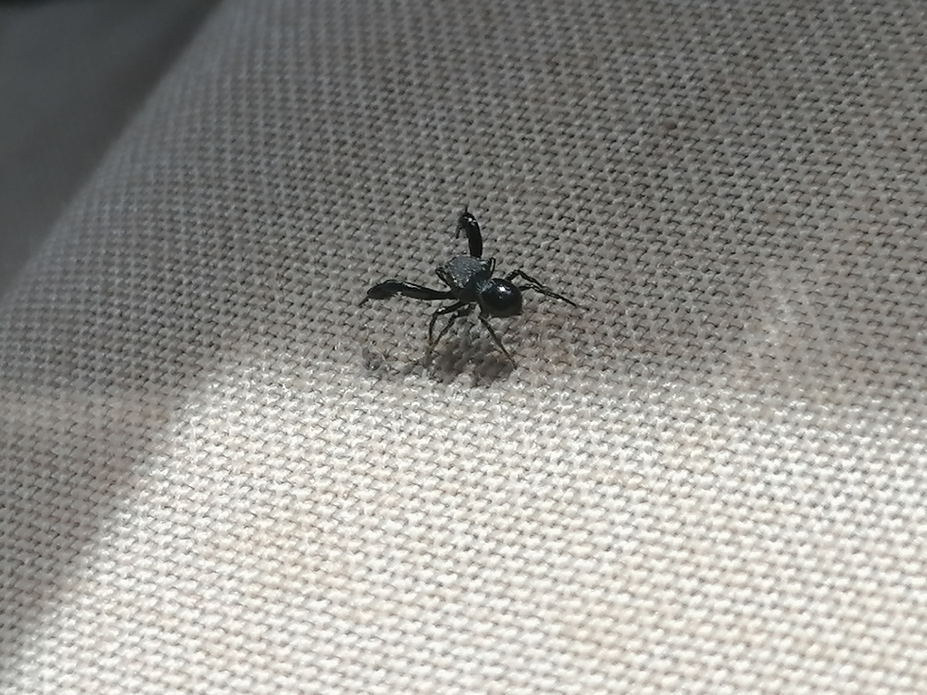 Harmochirus bianoriformis