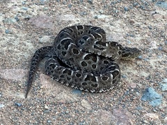 Bothrops pubescens