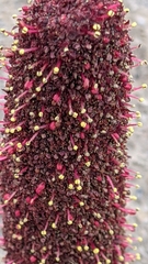 Cynomorium coccineum