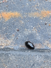 Cymbiodyta bifidus