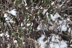 Dryobates cathpharius