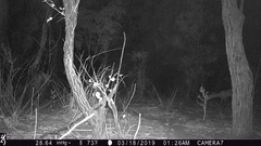 Tragelaphus sylvaticus sylvaticus