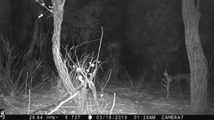 Tragelaphus sylvaticus sylvaticus