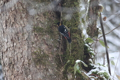 Dendrocopos darjellensis