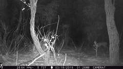 Tragelaphus sylvaticus sylvaticus