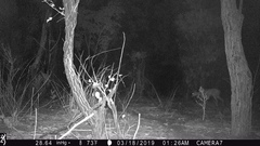 Tragelaphus sylvaticus sylvaticus