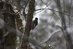 Dendrocopos darjellensis