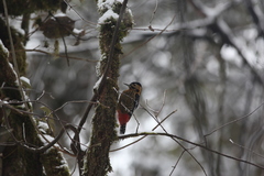 Dendrocopos darjellensis