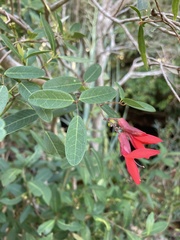 Camptosema rubicundum