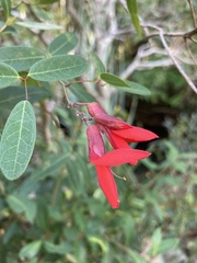 Camptosema rubicundum
