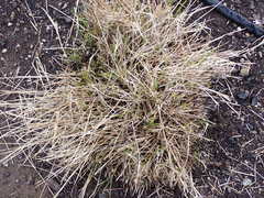 Carex unilateralis