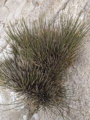 Salsola genistoides