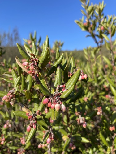 mission manzanita