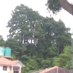 Alstonia scholaris
