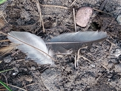 Junco phaeonotus