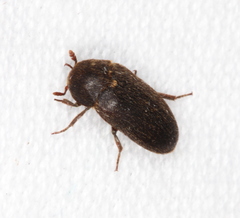 Dermestes