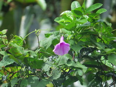 Ipomoea pedicellaris