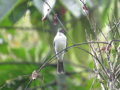 Sirystes albogriseus