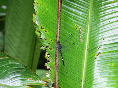 Erythemis plebeja