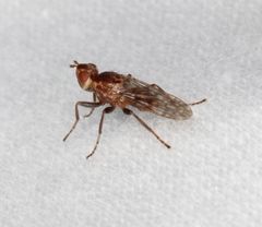 Pyrgotidae