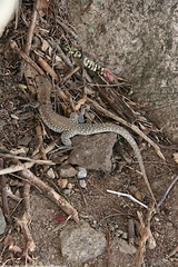Pholidoscelis plei