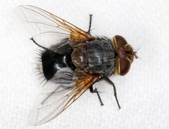 Eurygastropsis