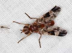Pyrgotidae