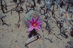 Mammillaria blossfeldiana