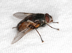 Eurygastropsis