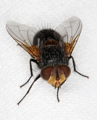 Eurygastropsis