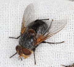 Eurygastropsis