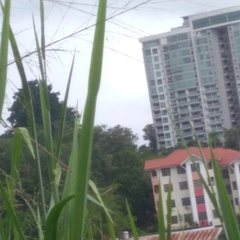 Alstonia scholaris