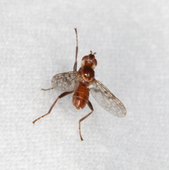 Pyrgotidae