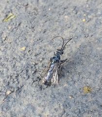 Trirogma caerulea
