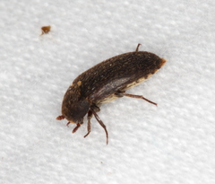 Dermestes
