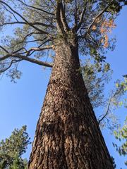 Pinus torreyana