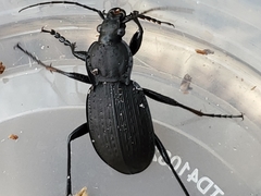 Carabus vinctus