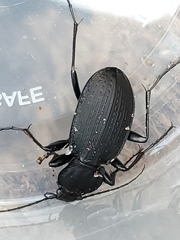 Carabus vinctus