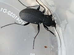 Carabus vinctus