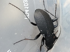 Carabus vinctus