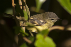 Pogonotriccus poecilotis