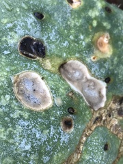 Phyllosticta concava