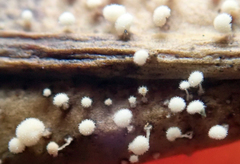 Physalacria stilboidea