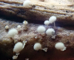 Physalacria stilboidea