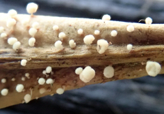 Physalacria stilboidea