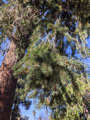 Pseudotsuga menziesii