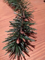 Pseudotsuga menziesii